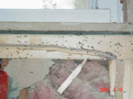 Water Ants behind walls